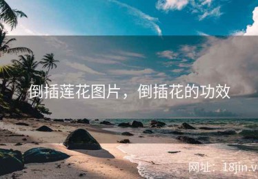 倒插莲花图片，倒插花的功效